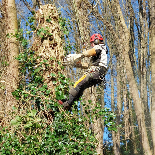 Espaces Verts et élagage Fécamp